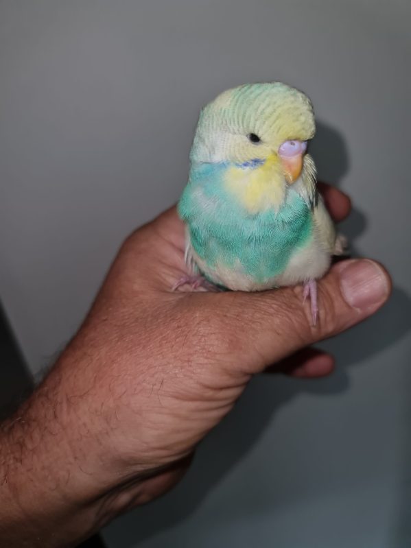 budgie on hand